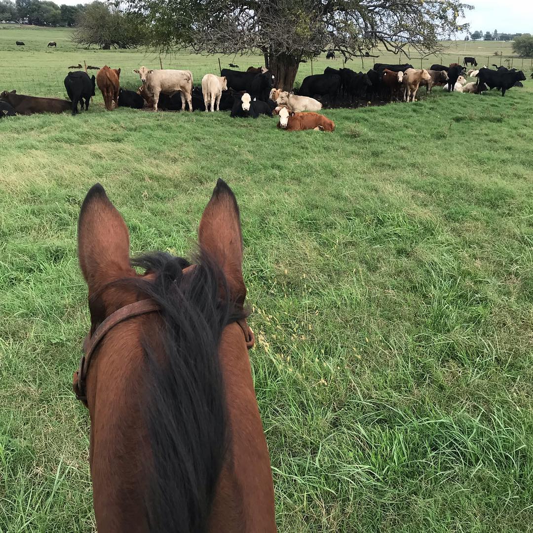 Beau the Cowpony